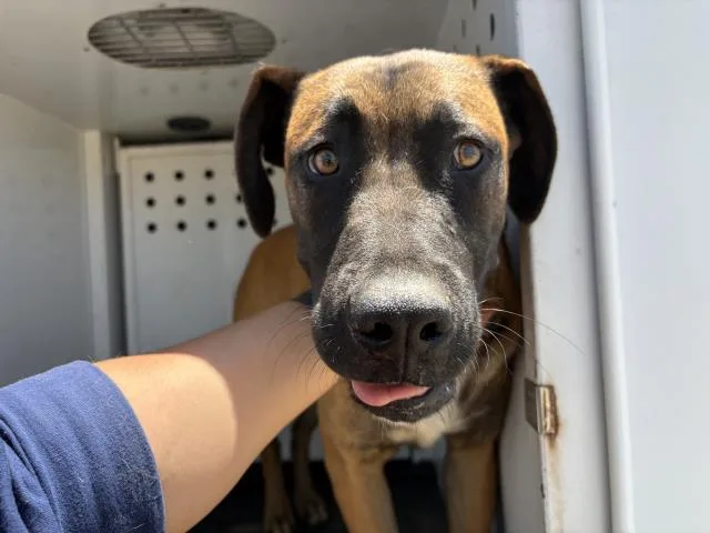 A young small-sized male Belgian Shepherd / Malinois dog named Jake for adoption in Riverside, CA