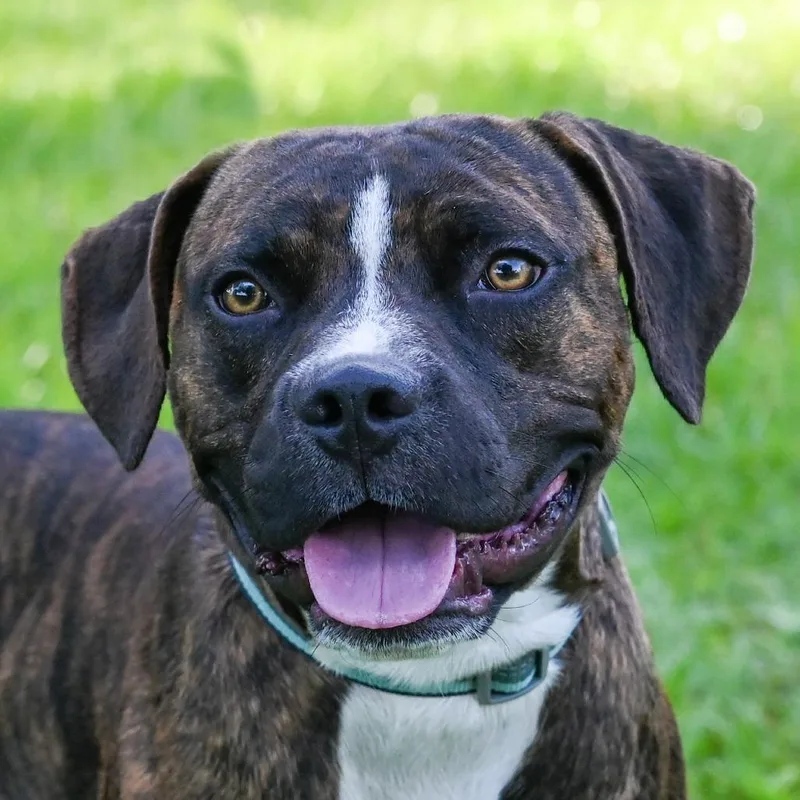 An adult medium-sized male Brindle Mixed Breed dog named Lief for adoption in Sarasota, FL