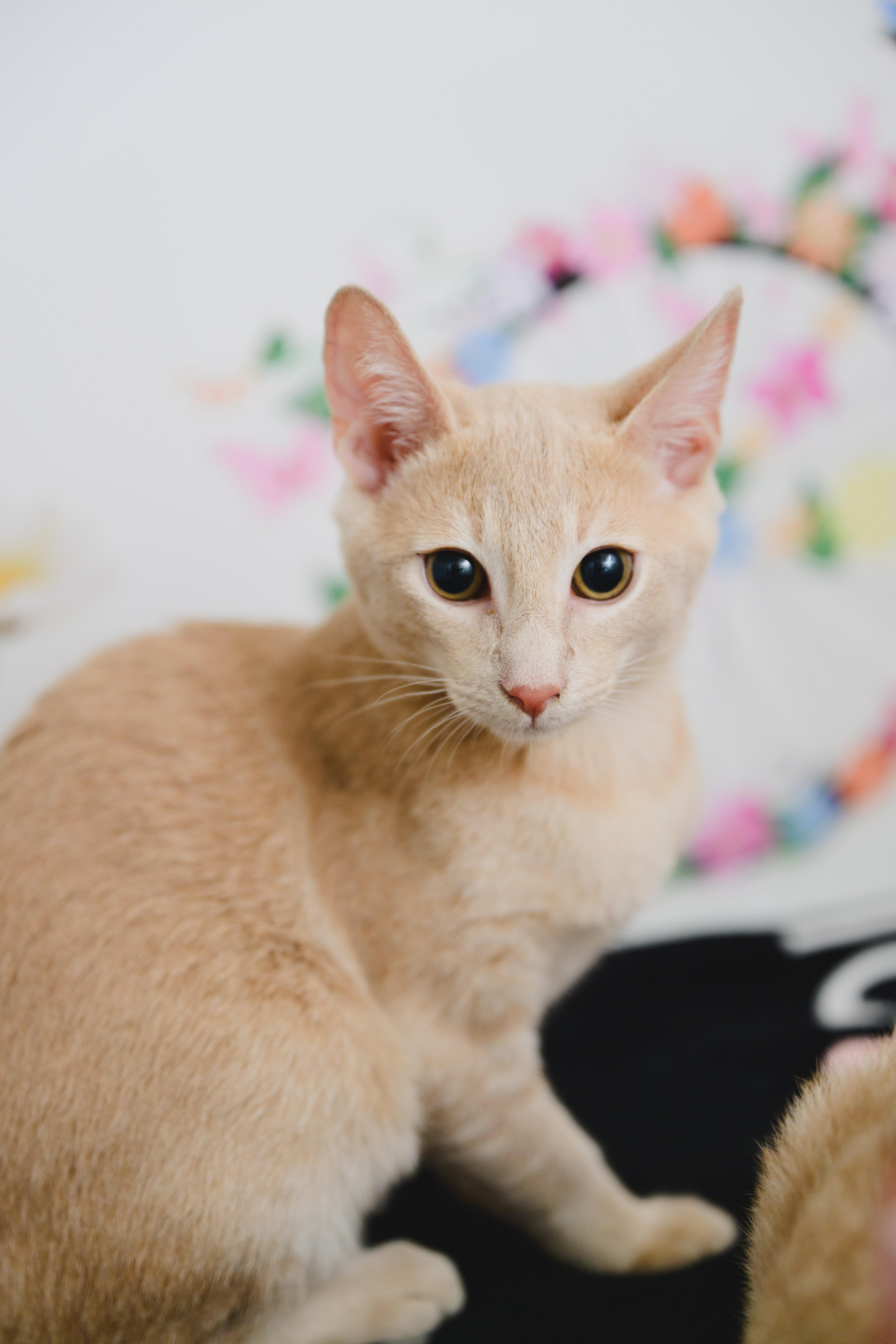 A baby small-sized male Domestic Short Hair cat named Garfield for adoption in Honolulu, HI