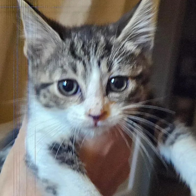 A baby small-sized female Domestic Short Hair cat named Leia for adoption in Allyn, WA