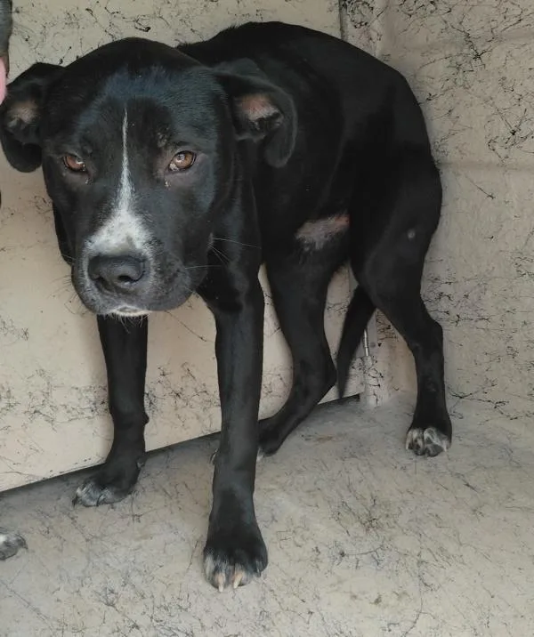 A young medium-sized male Labrador Retriever dog named Timmy for adoption in Lafayette, LA
