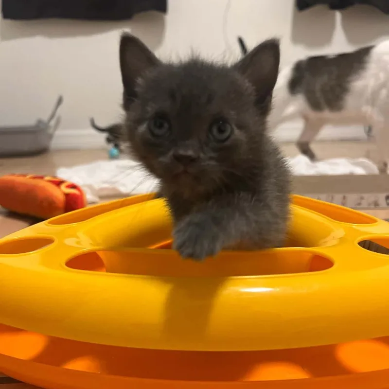 A baby small-sized female Gray / Blue / Silver Domestic Short Hair cat named Tilly for adoption in Seminole, FL
