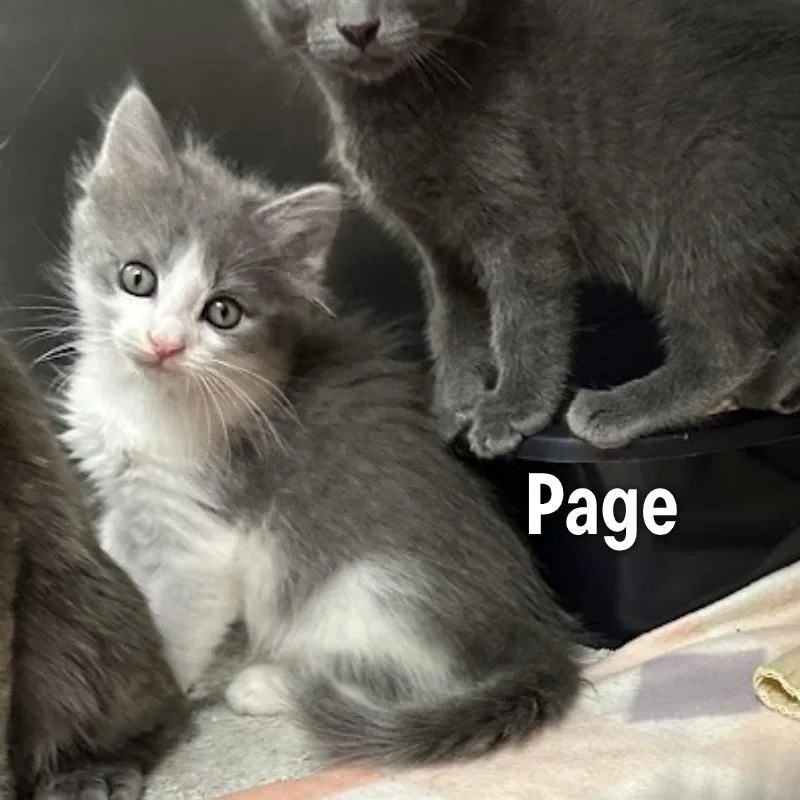 Page