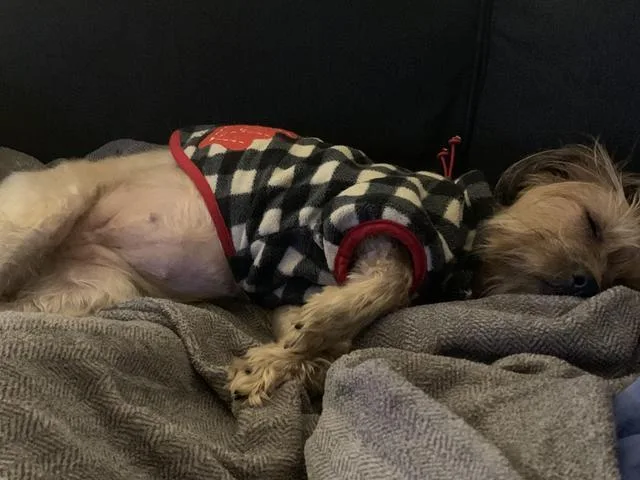 Princess thumbnail 3