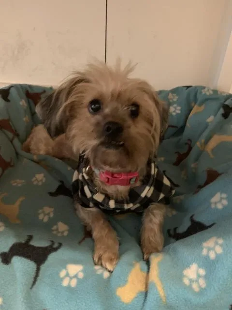 Princess thumbnail 4