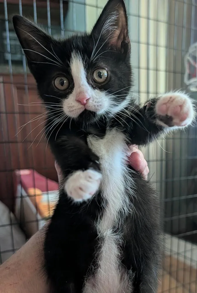 A baby small-sized male Black & White / Tuxedo Domestic Short Hair cat named Duke for adoption in Louisa, VA