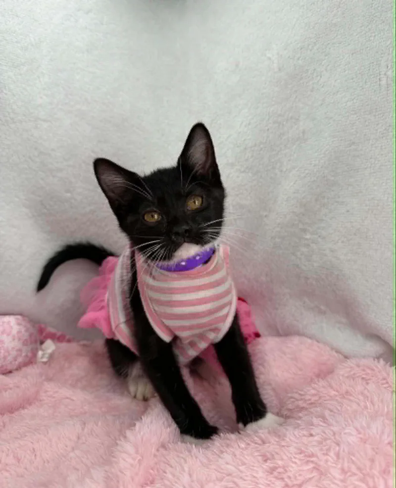 A young medium-sized female Black & White / Tuxedo Domestic Short Hair cat named Angel for adoption in Tavares, FL