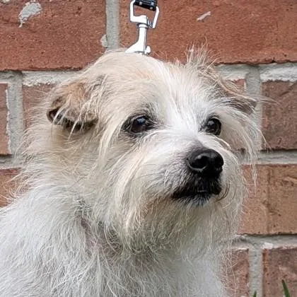A senior small-sized male Mixed Breed dog named Squiggy for adoption in Savannah, GA