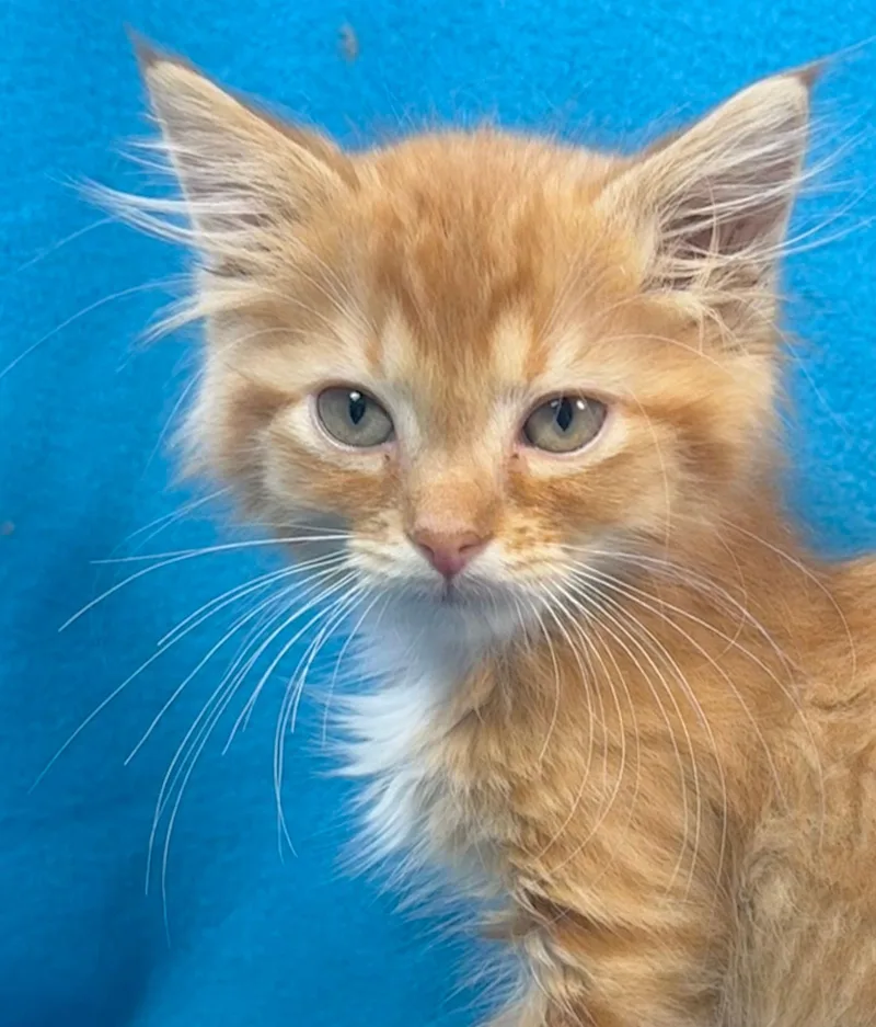 An adult medium-sized male Orange & White Domestic Medium Hair cat named George for adoption in Minneapolis, MN