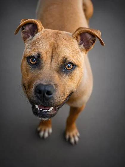 An adult medium-sized female Pit Bull Terrier dog named Goldie for adoption in Bowling Green, KY