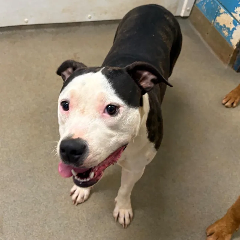 A young medium-sized female White / Cream Mixed Breed dog named Minerva for adoption in Rocky Mount, VA