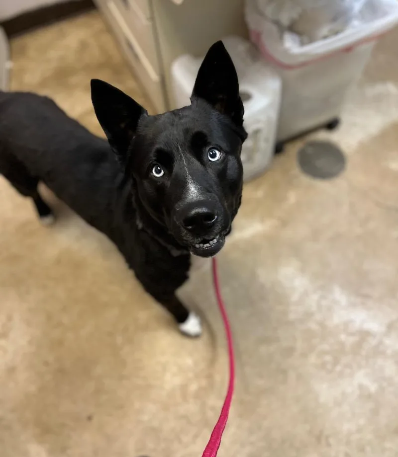 A young large-sized male Siberian Husky dog named Krueger for adoption in New Braunfels, TX