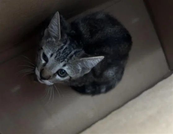 A baby medium-sized female Domestic Short Hair cat named Luna for adoption in Dallas, TX