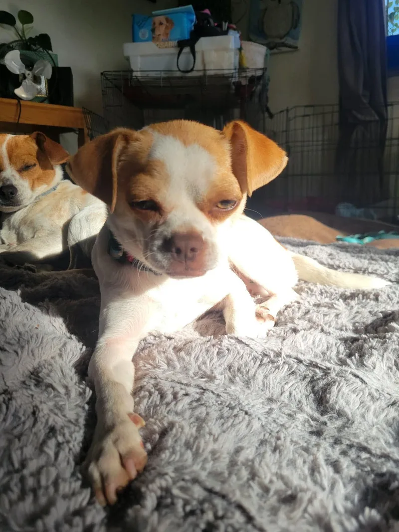 A young small-sized male Red / Chestnut / Orange Chug dog named Wiggles for adoption in Lafayette, CA