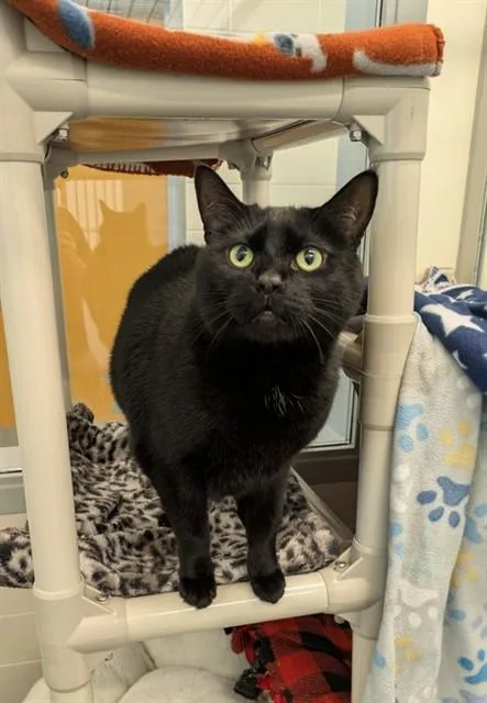 An adult medium-sized male Domestic Short Hair cat named Bruno for adoption in Leesburg, VA