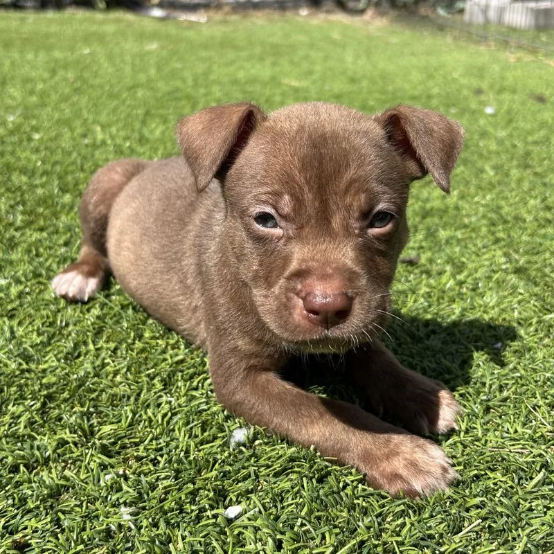 A baby small-sized male Brown / Chocolate Terrier dog named Hershey for adoption in Jupiter, FL