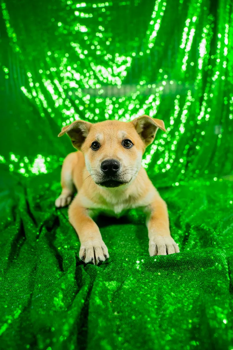 A young large-sized male Golden Hound dog named Cheese for adoption in Dellslow, WV