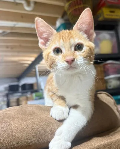 A baby medium-sized male Orange & White Domestic Short Hair cat named Dutton for adoption in Mokena, IL