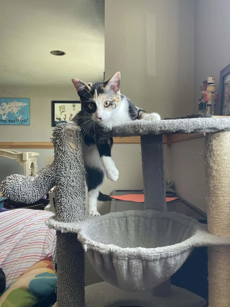 A baby medium-sized female Tabby (Gray / Blue / Silver) Domestic Short Hair cat named Missy for adoption in Sioux Falls, SD