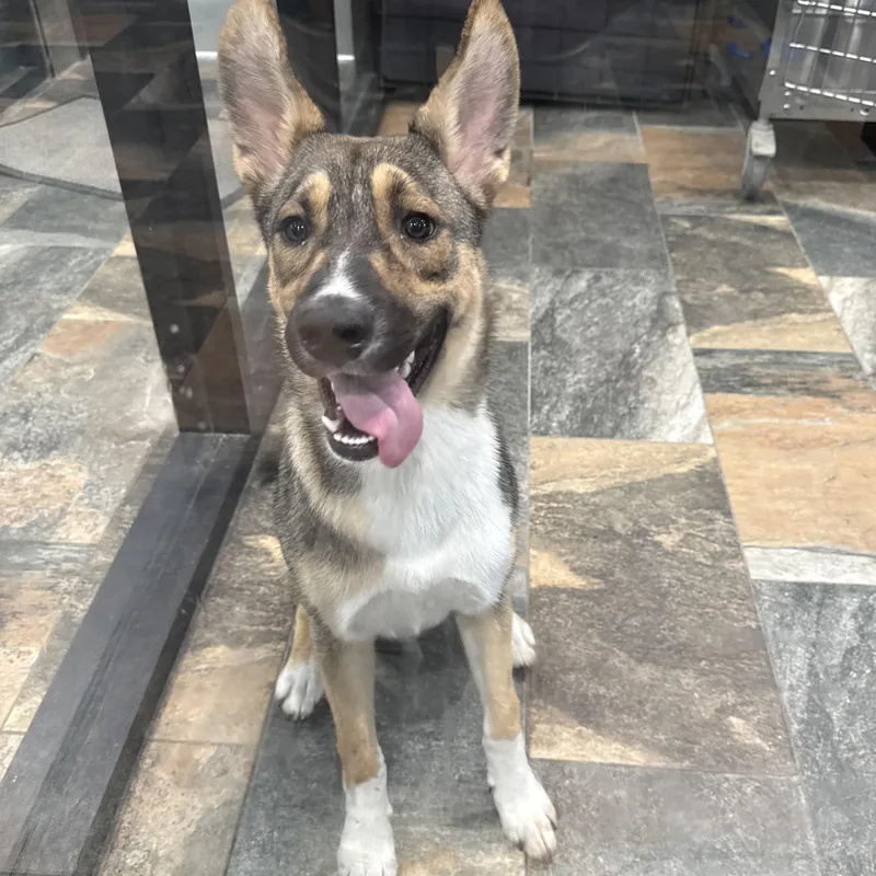 A young large-sized female German Shepherd Dog dog named Fredia for adoption in Sherman, TX