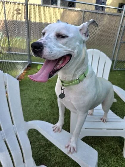 An adult medium-sized female Mixed Breed dog named Layla for adoption in Savannah, GA