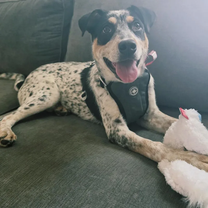 A baby medium-sized female Australian Cattle Dog / Blue Heeler dog named Skye for adoption in Parker, CO