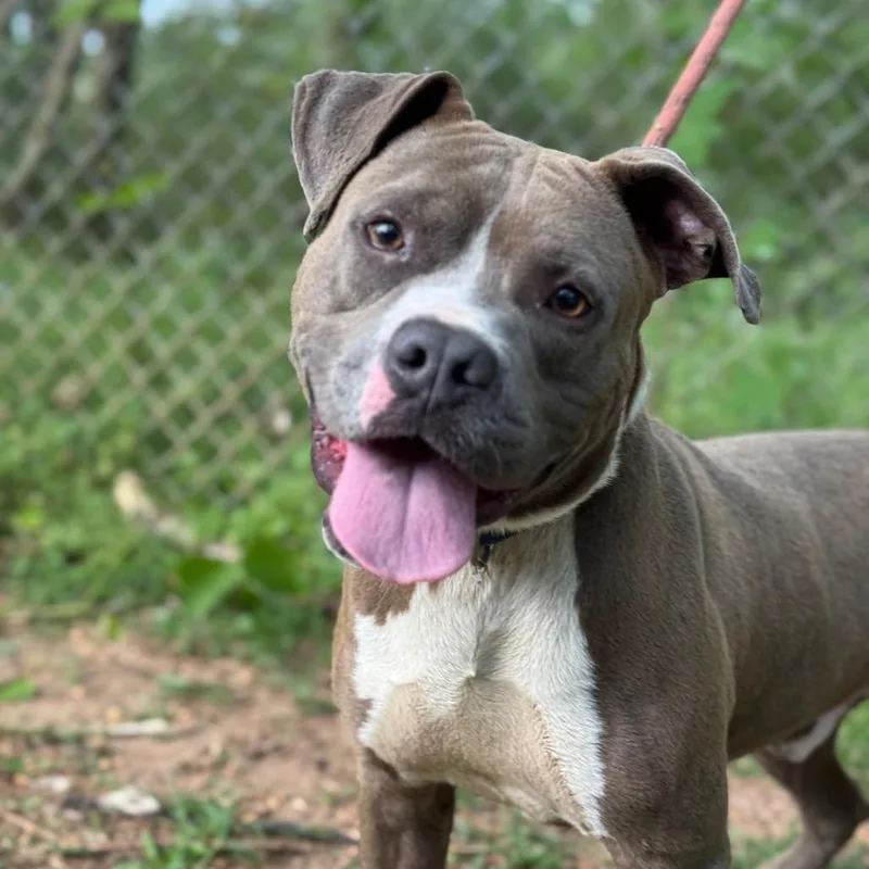 An adult medium-sized male Gray / Blue / Silver Mixed Breed dog named Roll Over for adoption in Monroeville, AL