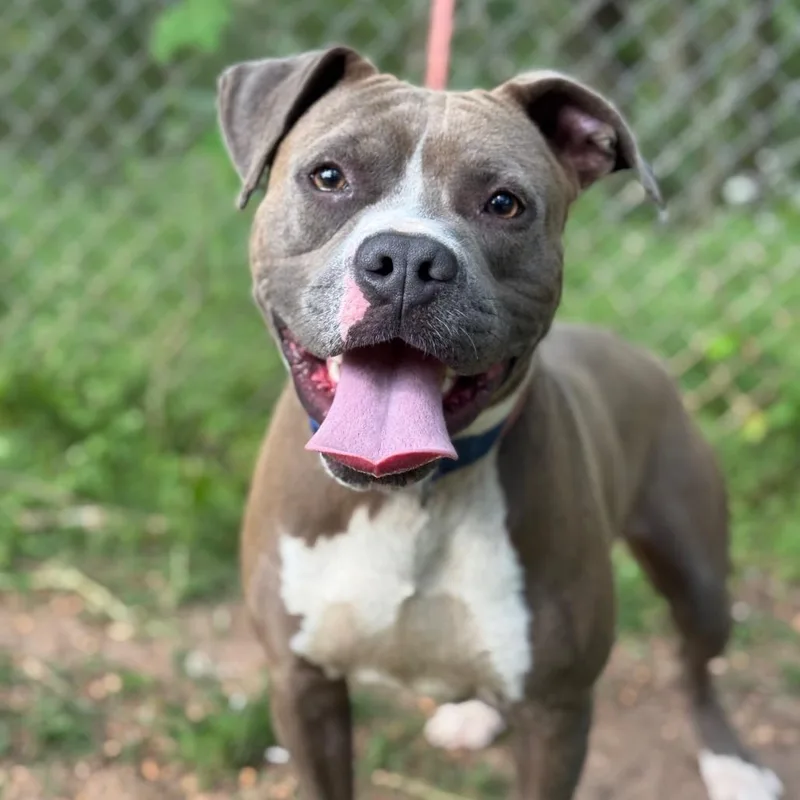 Roll Over thumbnail 2