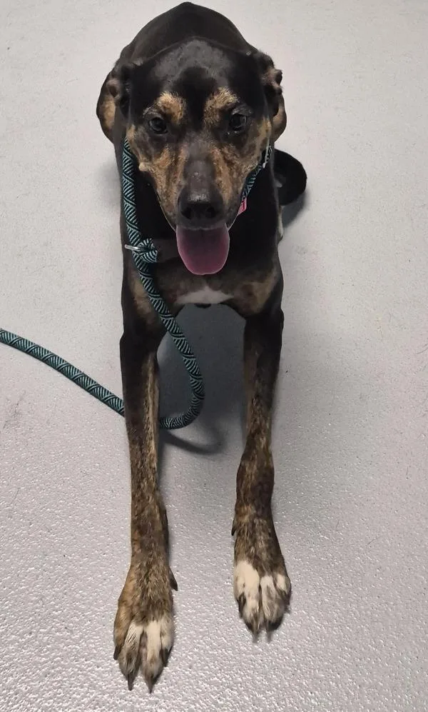 An adult large-sized female Labrador Retriever dog named Pen Storm for adoption in Lawrenceville, GA
