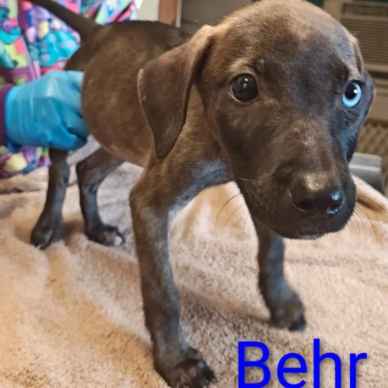 Behr