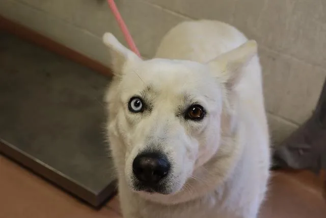 An adult medium-sized female Mixed Breed dog named Nimbus for adoption in Columbia, SC