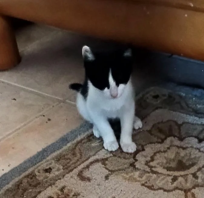A baby small-sized female Domestic Short Hair cat named Rope for adoption in Aurora, CO
