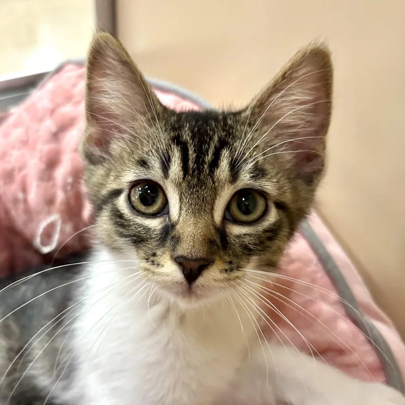 A baby medium-sized male Domestic Short Hair cat named Porky for adoption in Sonora, CA