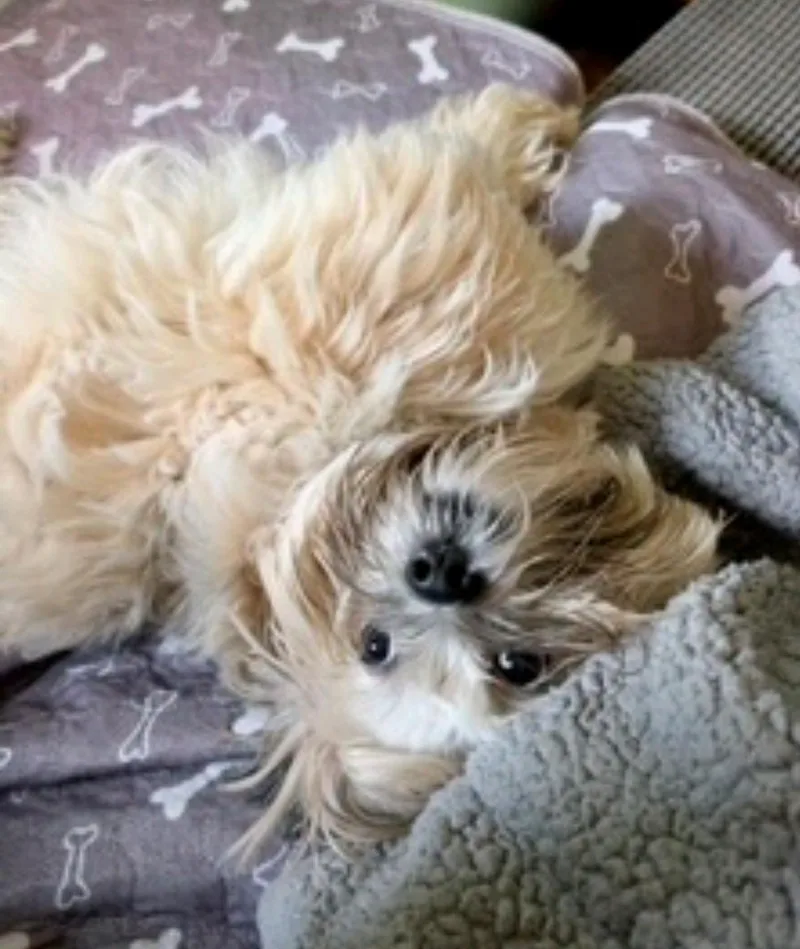 ShiloLhasa Apso