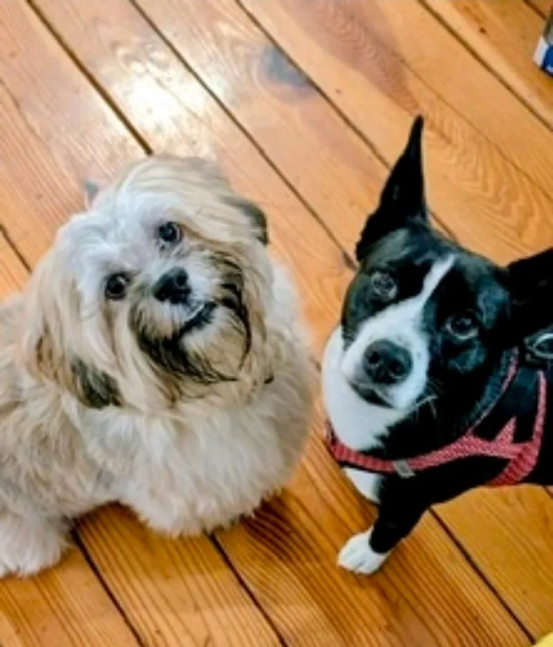 ShiloLhasa Apso thumbnail 2