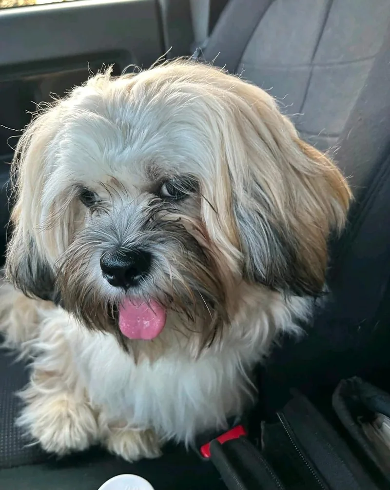 ShiloLhasa Apso thumbnail 3