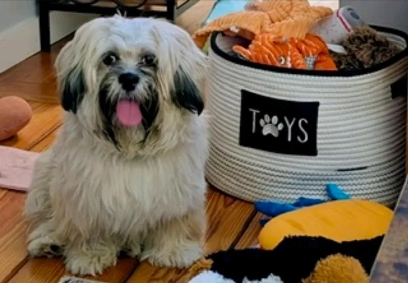 ShiloLhasa Apso thumbnail 4