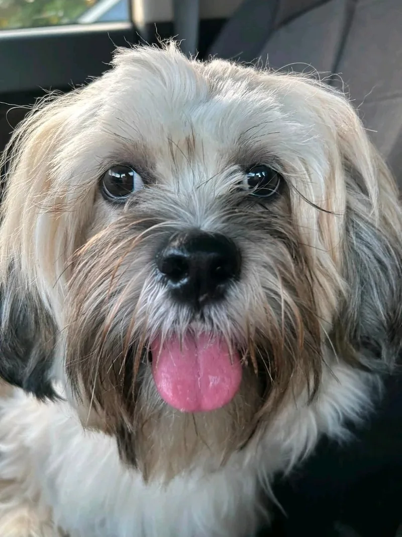 ShiloLhasa Apso thumbnail 5