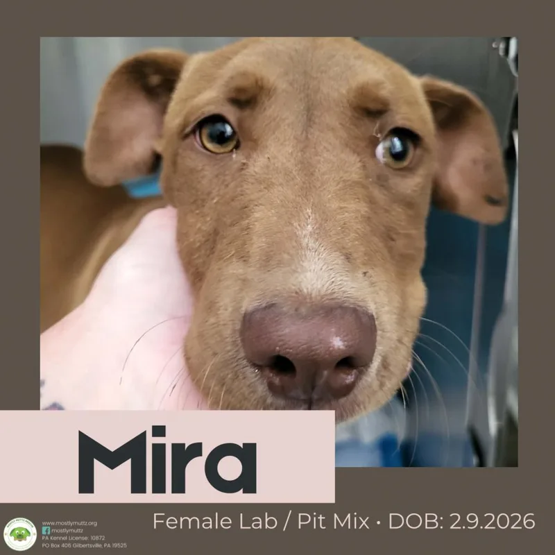 Mira thumbnail 4