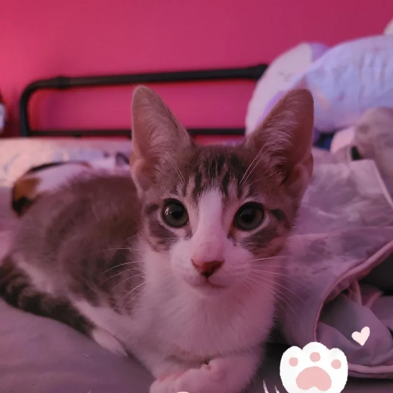 A baby small-sized male Brown / Chocolate Domestic Short Hair cat named Nitro for adoption in White, GA