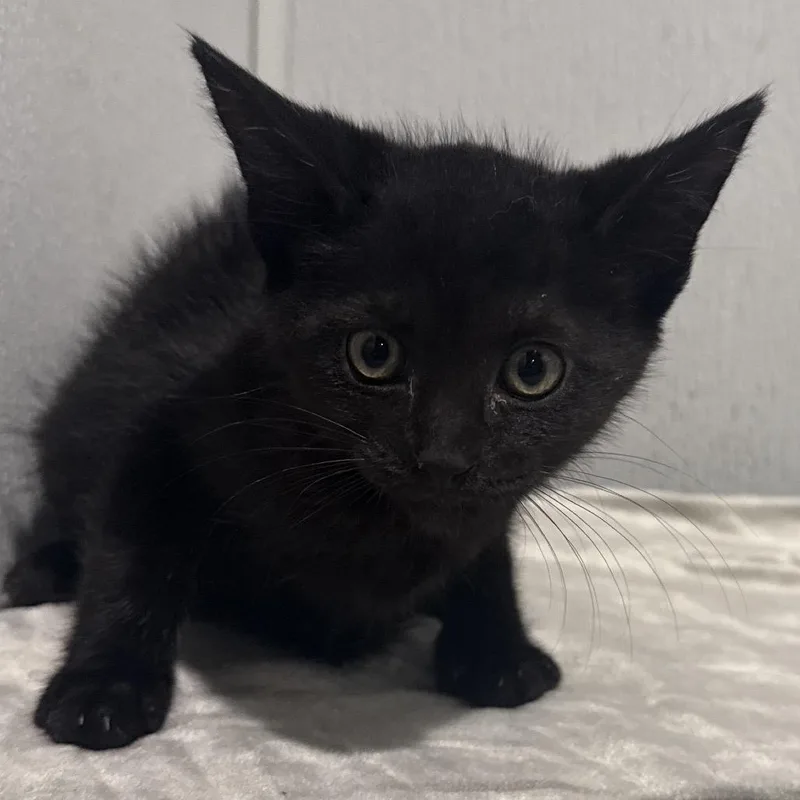 A baby small-sized female Black Domestic Short Hair cat named Alexei for adoption in Tampa, FL