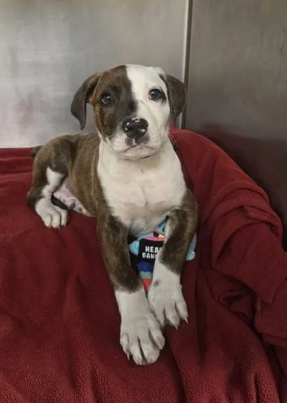 A baby small-sized male Pit Bull Terrier dog named Bobby for adoption in Westland, MI