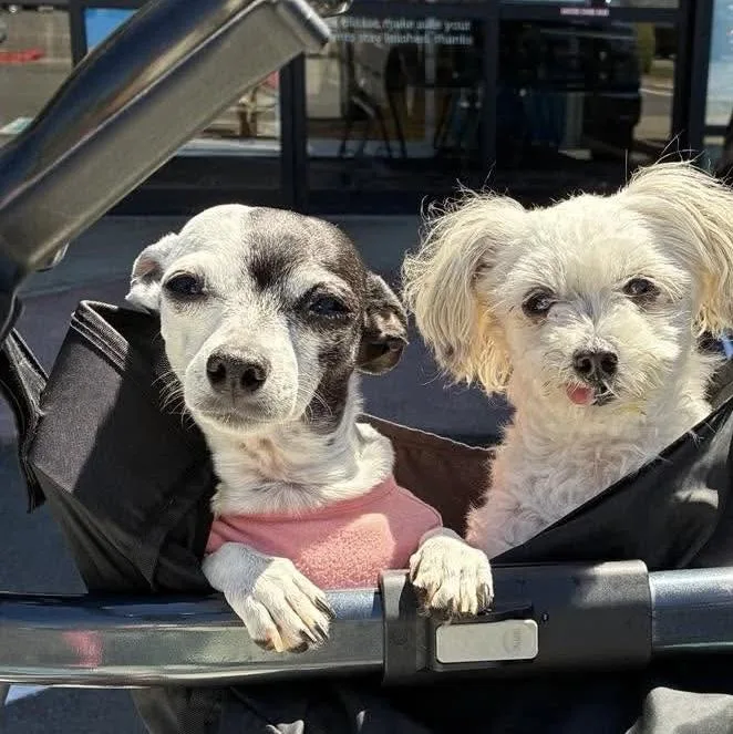 A senior small-sized female Chihuahua dog named Tiny Oreo for adoption in Saint Helens, OR