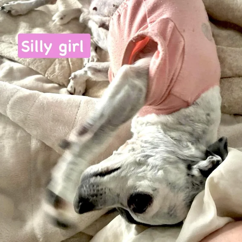 Tiny Oreo thumbnail 4