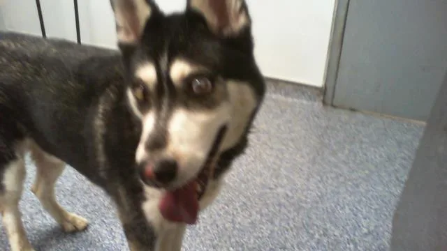 An adult medium-sized male Siberian Husky dog named A for adoption in Charlotte, NC