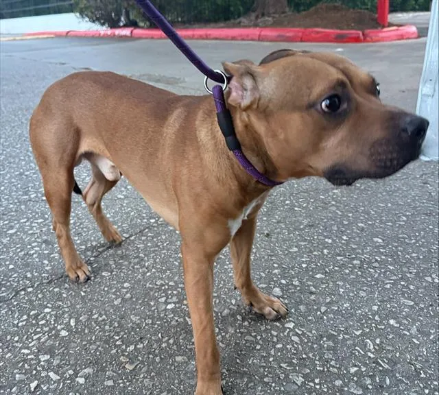 An adult medium-sized male American Staffordshire Terrier dog named Fred for adoption in San Antonio, TX