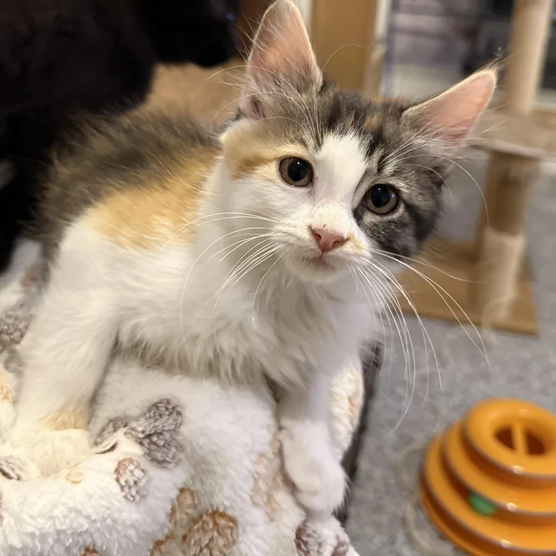 A baby medium-sized female Dilute Calico Domestic Medium Hair cat named Luna for adoption in Austin, TX