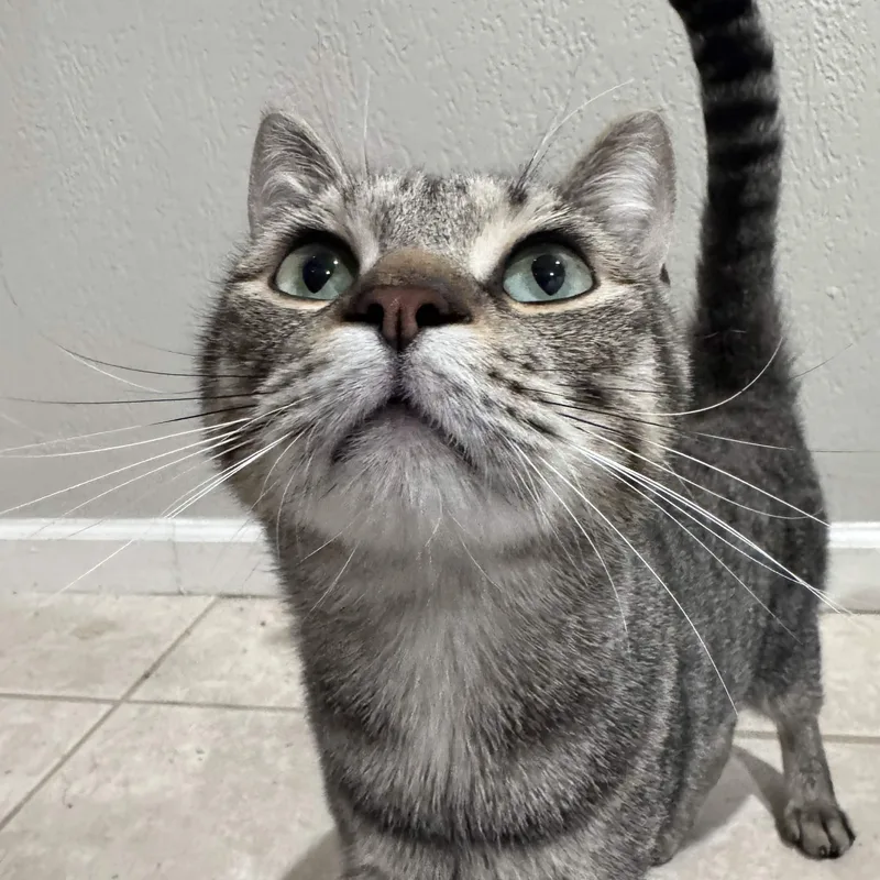 An adult medium-sized male Tabby (Brown / Chocolate) Domestic Short Hair cat named Jetty for adoption in Pembroke Pines, FL