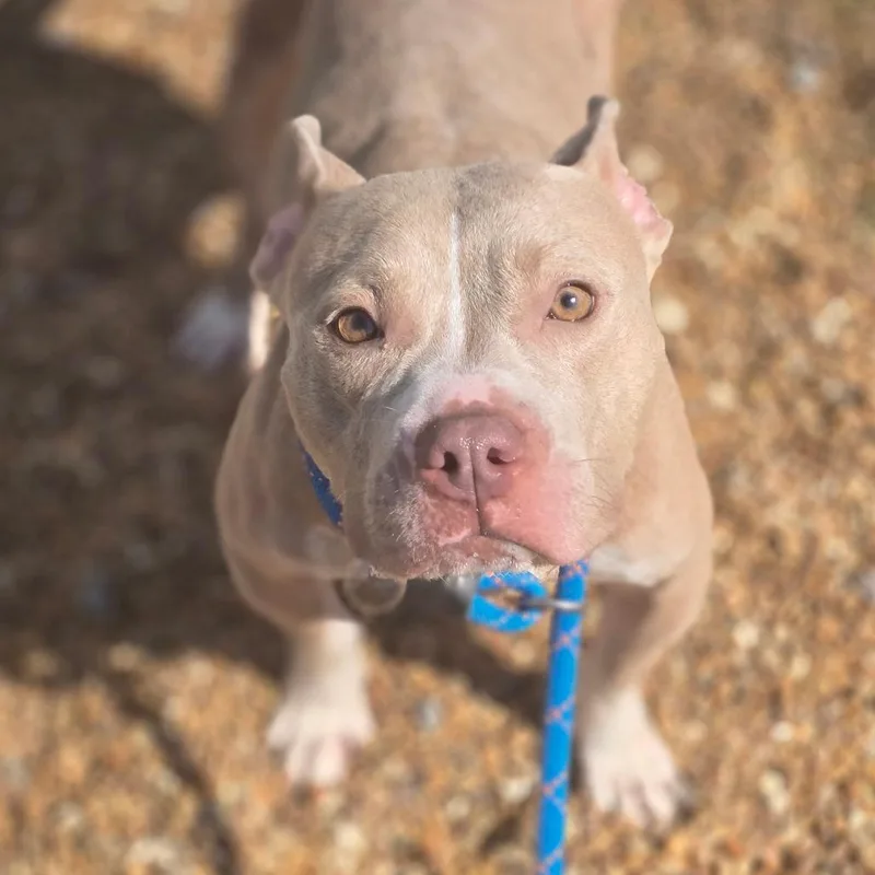 An adult medium-sized female Yellow / Tan / Blond / Fawn Pit Bull Terrier dog named Yam for adoption in Elizabeth City, NC