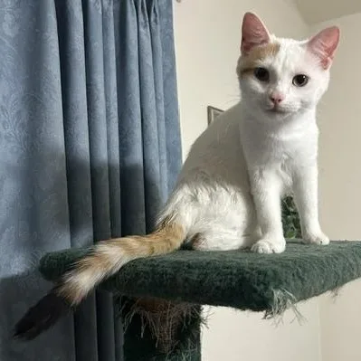 A young medium-sized female Calico Domestic Short Hair cat named Rosie for adoption in Devils Lake, ND
